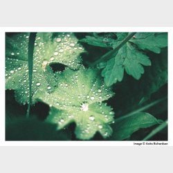 Harman Phoenix ISO 200 135-36