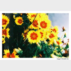 Harman Phoenix ISO 200 135-36