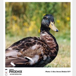 Harman Phoenix Colour 200 - 120