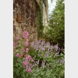 Candido 50 Colour 135 Film 36 Exp