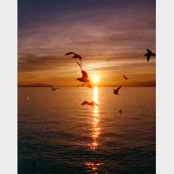 Candido 800 Colour 135 Film 36 Exp