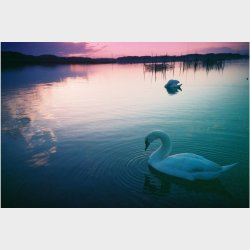 Lomography 100/36 Colorneg 3-pack