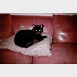 Lomography Simple Use Camera 400/27 Lomochrome Purple