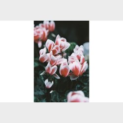 LomoColor92 - 400/36 Film 1-pack