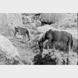 Lomography Monochrome Duet B &amp; W Starter Kit 35 mm