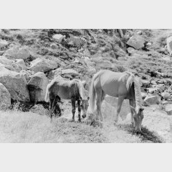 Lomography Earl Gray 100/135/36exp B&W Film - 3 pack