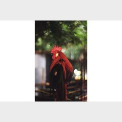 Lomography 100/36 Colorneg 3-pack