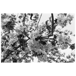 Adox CHS 100 II S/H 135/36