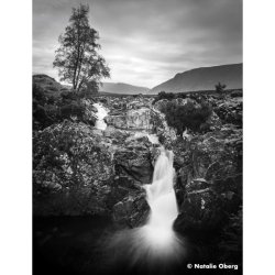 Ilford Film ORTHO PLUS 135-36