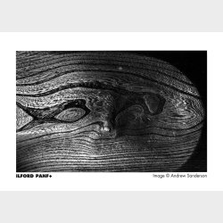 ILFORD PANF PLUS 135-36