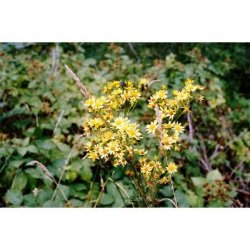 WOLFEN NC500 COLOR 135-36