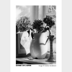 ILFORD XP2S 400-120